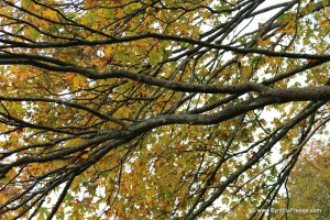 fall trees 3